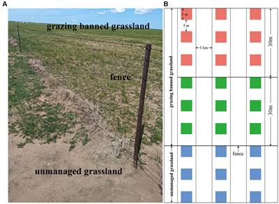 Overgrazing on unmanaged grassland interfered with the restoration of adjacent grazing-banned grassland by affecting soil properties and microbial community